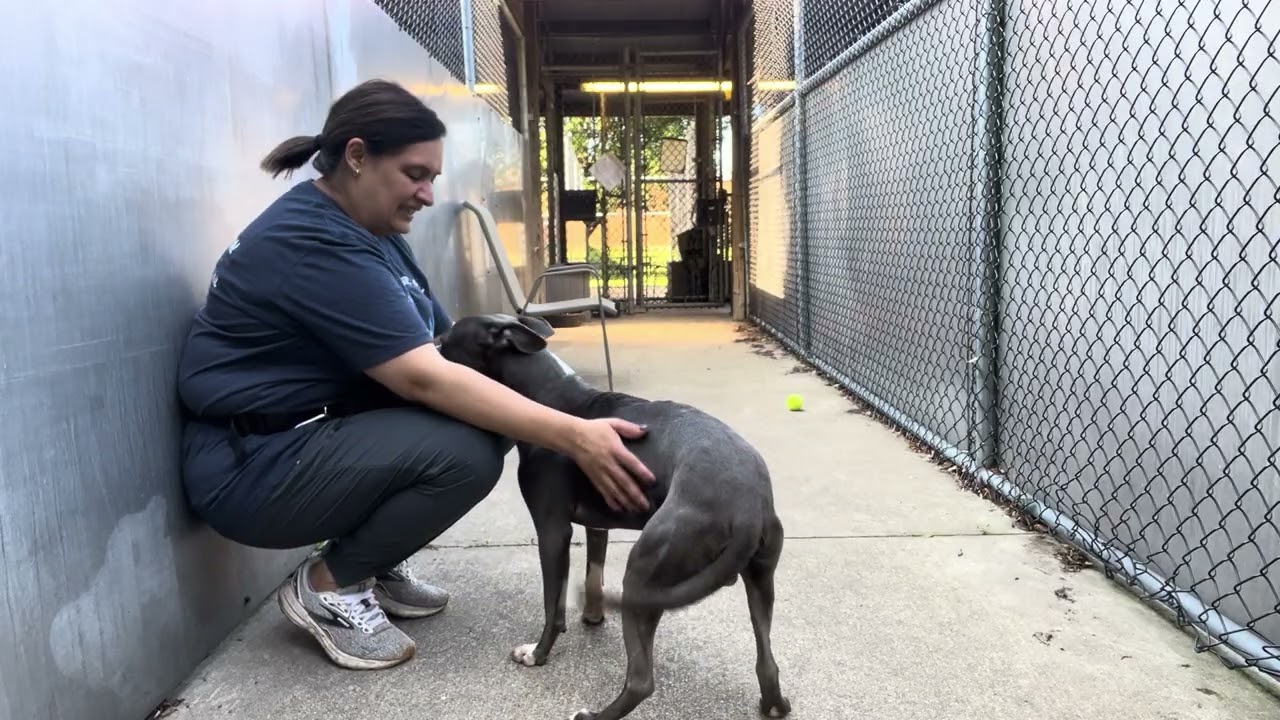 Enlarge Irvin, a Adoptable Pit Bull Terrier in Chicago, IL video 5/5