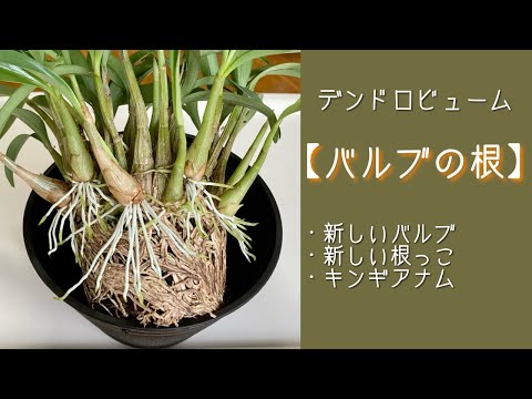 ヒルンドについて詳しく解説