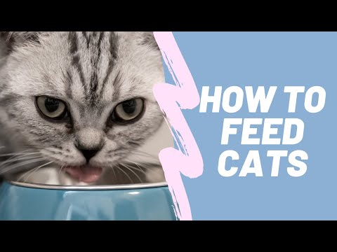 Know All About What and How To Feed Cats || World-Pets