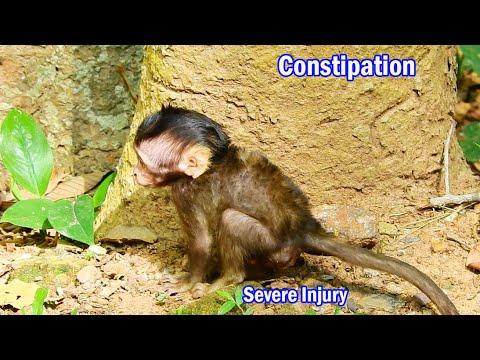 Because of Severe injury Baby Brittany Constipation | Look Pitiful Brittany Got Painful