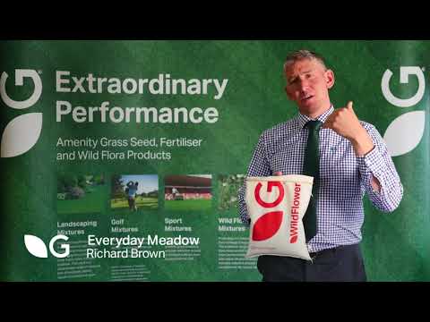 Germinal Amenity: Wildflower Everyday Meadow