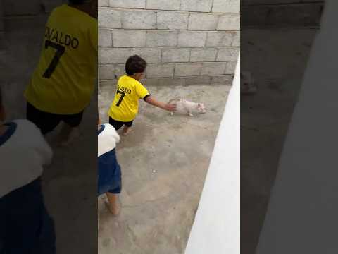 حمودي طرد القطه الجديدة🐈‍⬛😭‼️ #shorts