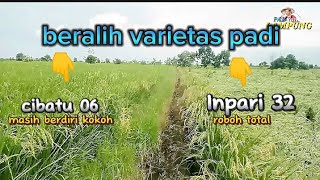 Download lagu varietas padi cibatu 06 || saatnya ganti tanam ip32 ke cibatu06 mp3 Download lagu varietas padi cibatu 06 || saatnya ganti tanam ip32 ke cibatu06 mp3