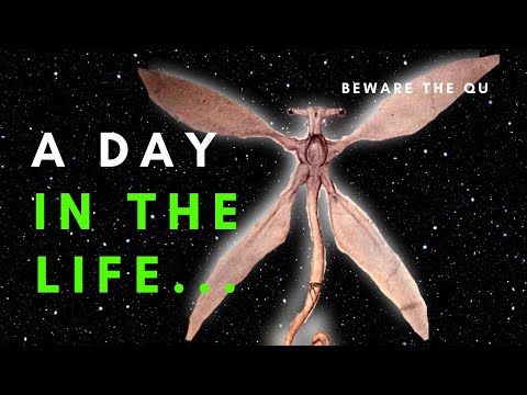 The daily life of a Qu (All Tomorrows Theory)