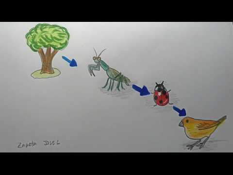 How to draw a food chain