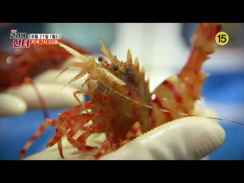 차가워야 산다! 동해바다의 붉은 전쟁_코리아헌터 64회 예고