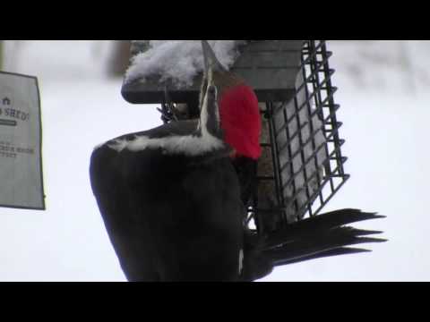 Assorted Birds in Winter