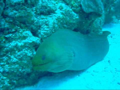 Scuba Diving Belize Barrier Reef