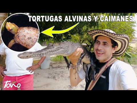 Encontré Tortugas Alvinas y Caimanes en la Ruta Turística de San Antero Córdoba