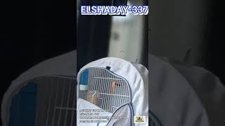 ELSHADAY-337