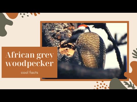 African grey woodpecker facts | common resident breeder in much of Sub-Saharan and equatorial Africa