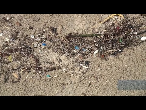 All hands on deck for a record-setting beach clean up