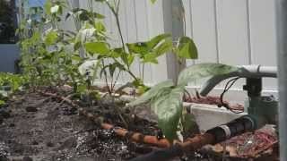 How to install a reliable drip system for your vegetable garden (菜园自动滴灌系统)
