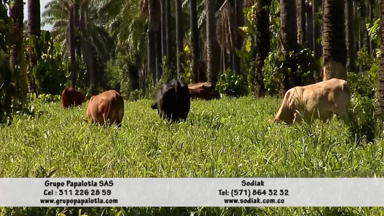 PASTURAS ASOCIADAS A PALMA AFRICANA PASTO PALMERAS DEL LLANO   ACACIAS   META CAP 2
