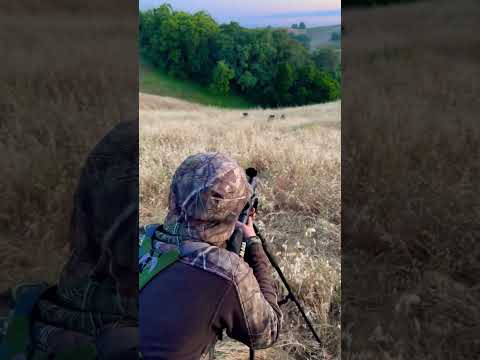 California Hog hunt,adrenaline rush.