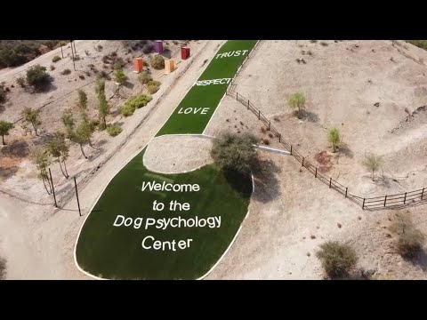 YouTube video about: Can you visit the dog psychology center?