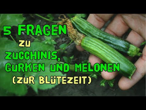 , title : 'Die 5 häufigsten Fragen zu Zucchinis, Gurken und Melonen zur Blütezeit