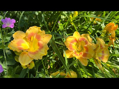 , title : 'How to Plant & Grow Bare Root Daylilies'