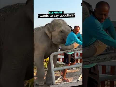 This Baby Elephant Wanted to Say Goodbye 😳 (sagar.rijal2001/TT)