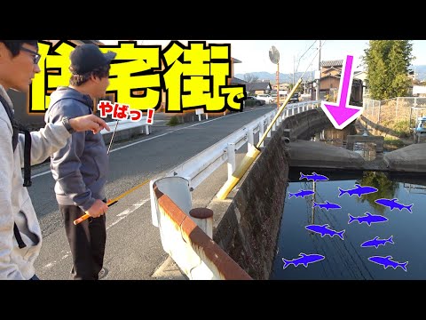 住宅街を流れる川に大量の魚がひしめいていた！！