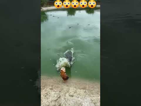 Los cocodrilos no perdonan