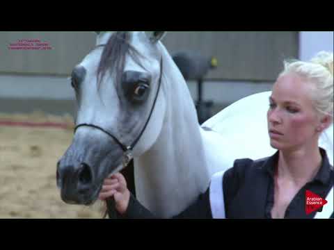 N.119 JENAN LEMBARAK - 21st Qatar National 2018 - Yearling Fillies (Class 3D)