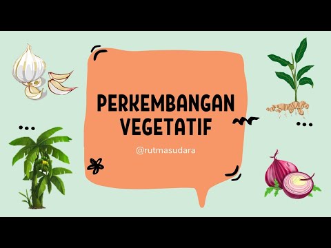 Contoh tumbuhan yang dapat dikembangbiakan dengan stek batang