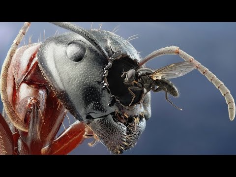 Why Did Flies Start Killing Ants?