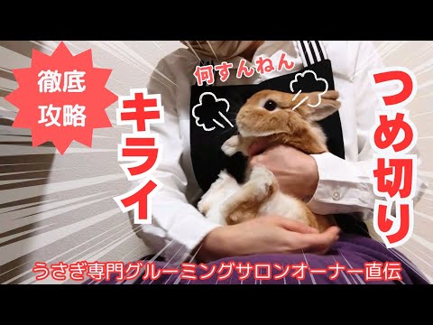 ウサギの爪の切り方