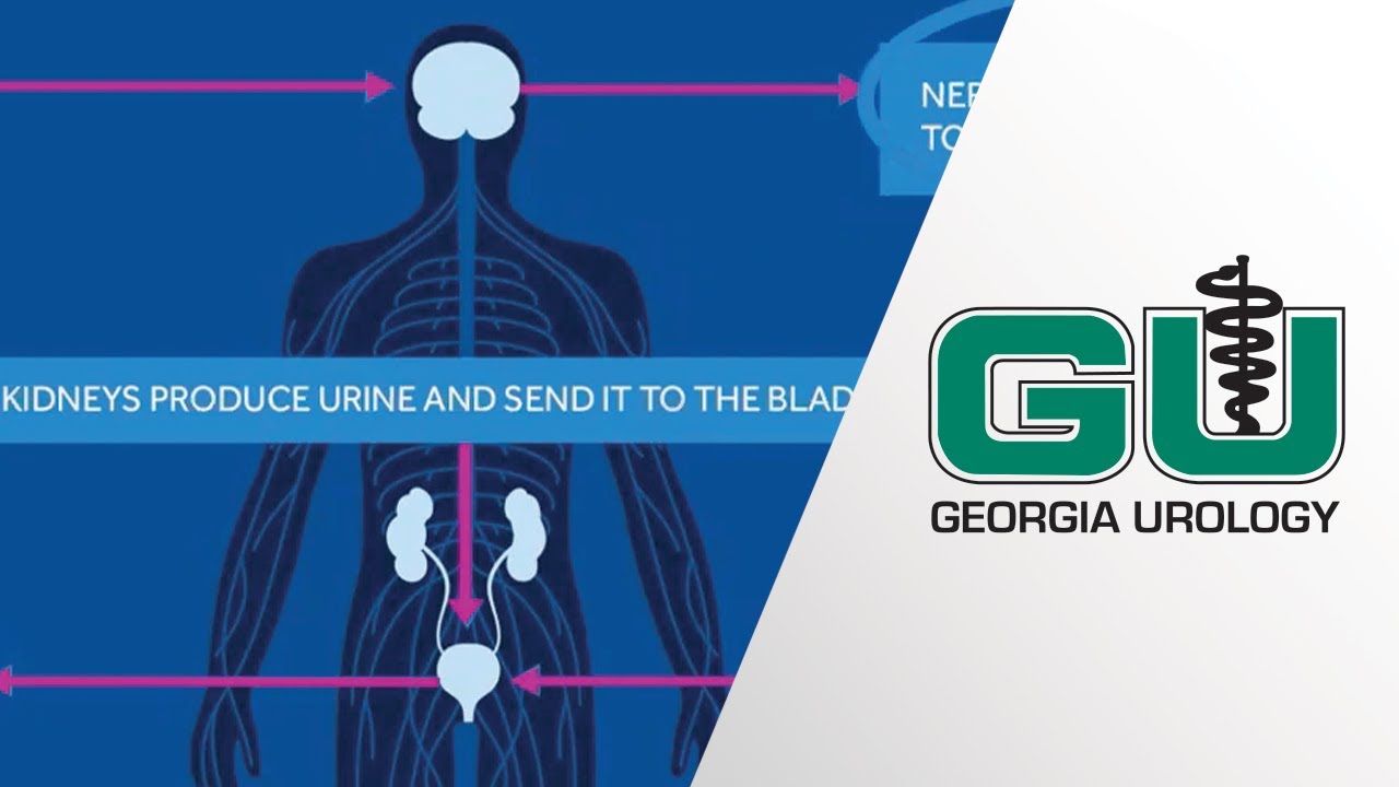 Understanding Treatments for Bladder Control with Dr. Edan Shapiro