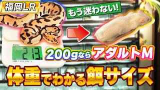 #80_初心者必見！ボールパイソンの餌のサイズ！体重別編