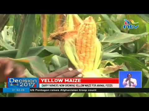 Dairy farmers now growing yellow maize for animal feeds