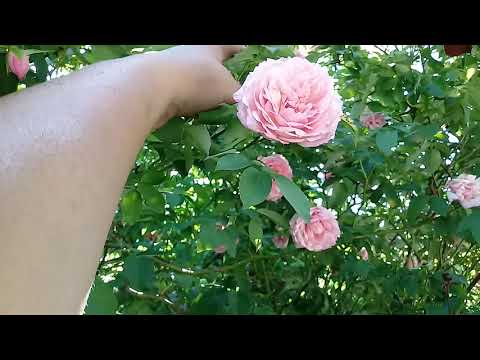 Rosa perfumada🌹🍃🌞