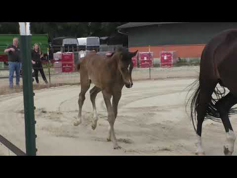 Fohlenrundfahrt 2021 - 17 Hengstfohlen v. Zenon