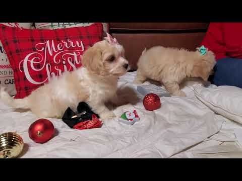 Morgana - Cockabichon puppy for sale