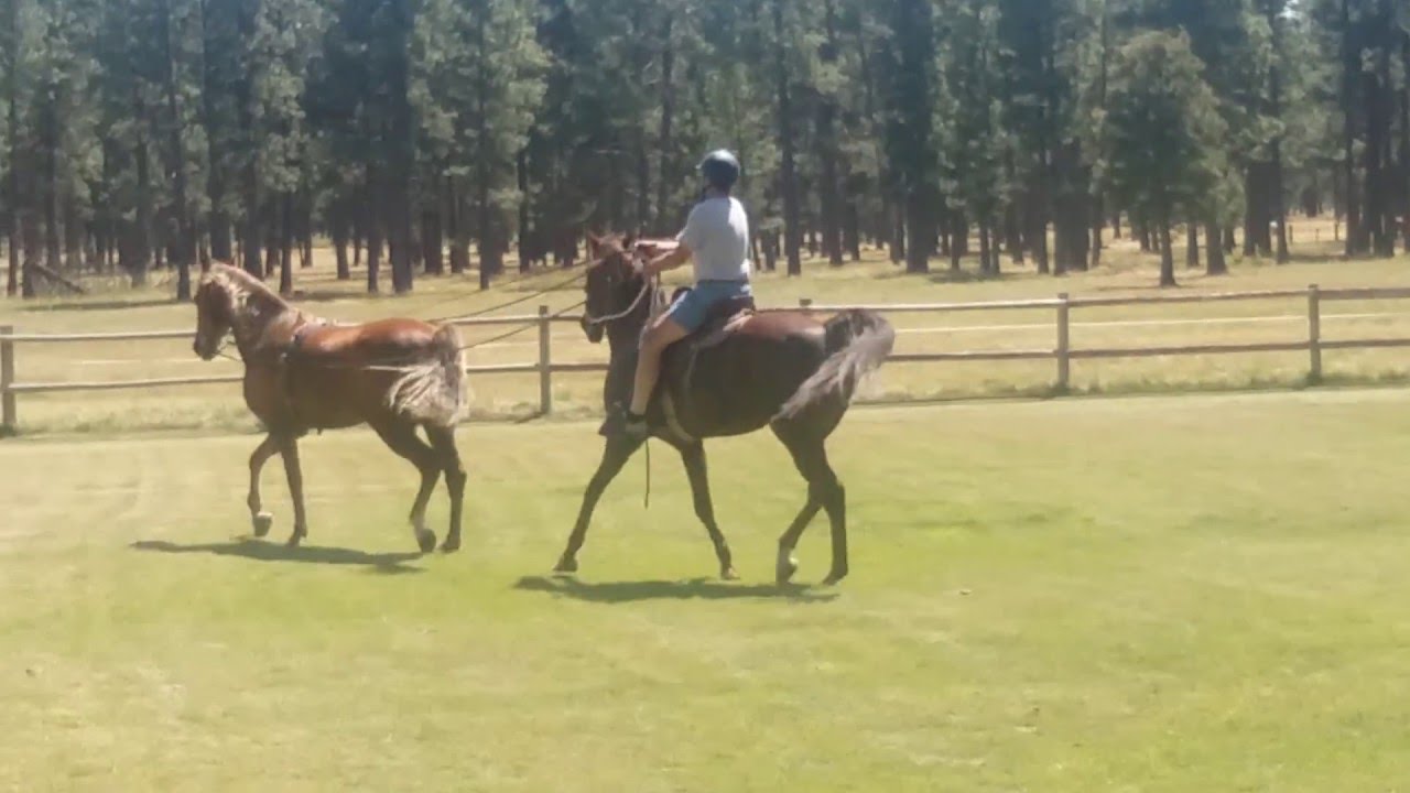 Tandem Horseback Riding/Driving