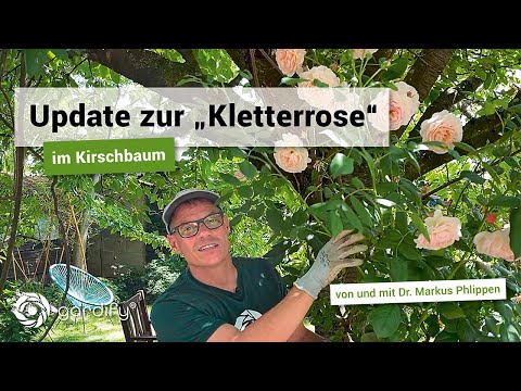 Update on the "climbing rose" in the cherry tree