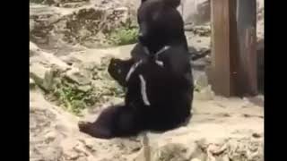 Download lagu Kata baba hewan lucu banget mp3 Download lagu Kata baba hewan lucu banget mp3