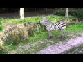 Disney S Animal Kingdom 2015 Safari Ride With Zebras And Rhinos Up Close