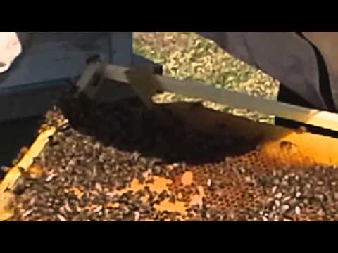 Nucleu fara matca la 13 martie 2014