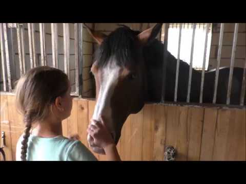 💕My hobby is horses💕