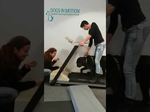 Laufbandtraining Hugo