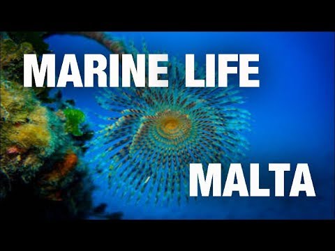 Diving in Malta, Comino, Gozo: MARINE LIFE