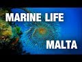 Diving in Malta, Comino, Gozo: Marine Life | 2016