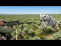 COYOTE ATTACK CAUGHT ON CAMERA INSANE HUNT WITH 20 KILLS BEST COYOTE HUNTING NEW 2025