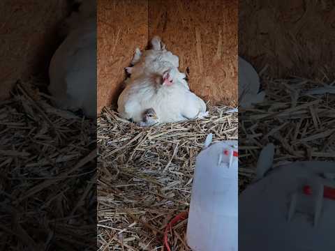 u mamy najlepiej #kury