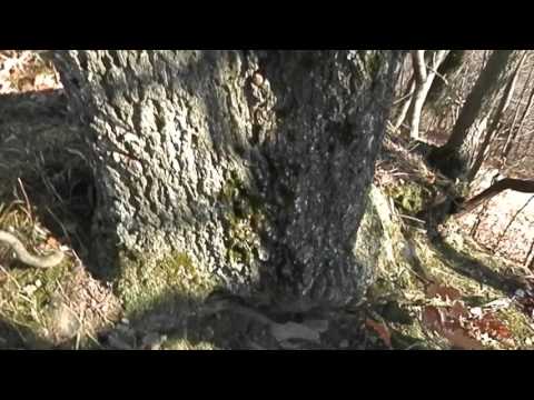 Hrast oplutnik (Quercus crenata), Sveta Ana, Haloze