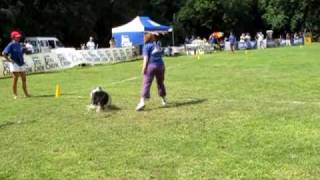SKYHOUNDZ EUROPEAN CHAMPIONSHIP ( Dog Frisbee ) Distance Novice & Team Distance