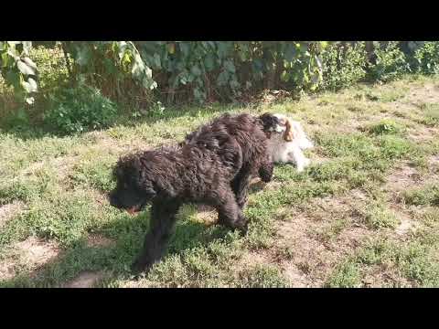 Schwarzer Russischer Terrier Welpe kaufen