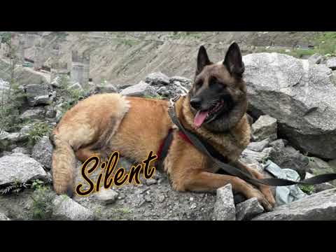 "Silent Guardians of the Faith : Indian Army Dogs Protecting Amarnath Yatra Devotees"